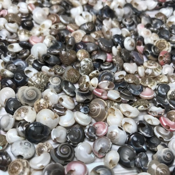 100+ Pcs Real Button TOP Seashells Beads Mixed Lot Jewelry Making DIY Shells - Picture 9 of 12